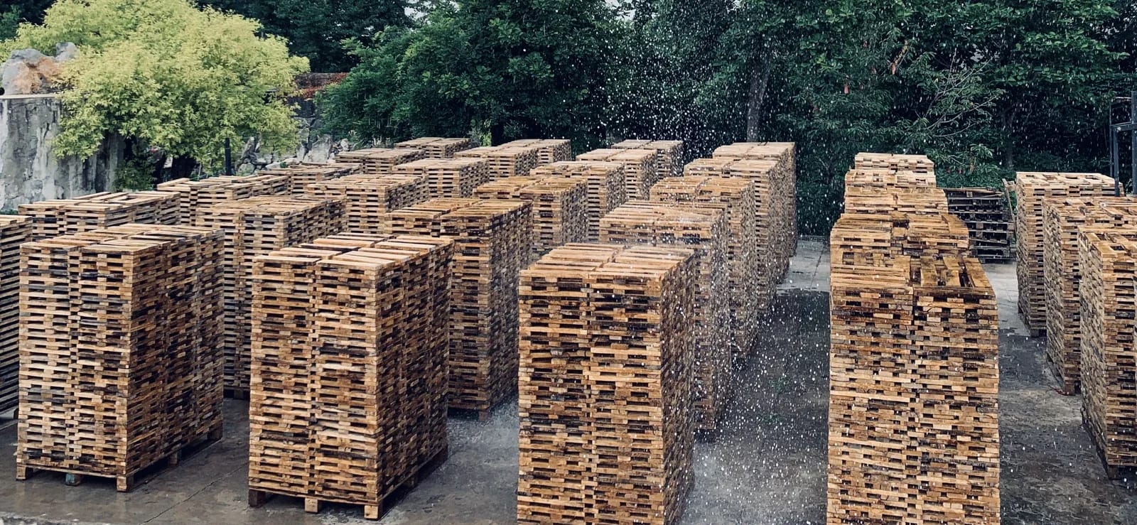 Oak boards stacked outdoors for seasoning